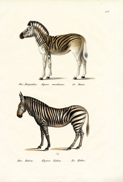 Bjergzebra, 1824 af Karl Joseph Brodtmann